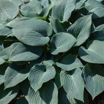 A Hosta tardiana Halcyon árnyékliliom hamvaskék barázdált levelei.