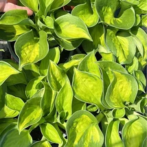 A Hosta Sunset Grooves árnyékliliom kerekded, barázdált levelei sárgás középpel tarkítottak.