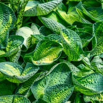 A Hosta Sunset Grooves árnyékliliom kerekded, barázdált levelei sárgás középpel tarkítottak.