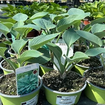 A Hosta tardiana Halcyon árnyékliliom hamvaskék barázdált levelei.