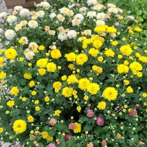 Vegyes virágszínű krizantémok kertészeti telephelyünkön.