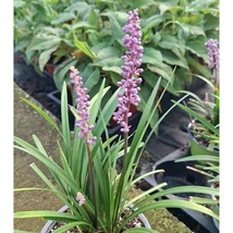 A Liriope, gyöngyikés gyepliliom virágzata élénken díszíti az árnyékos felületeket.