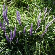 A Liriope, gyöngyikés gyepliliom virágzata élénken díszíti az árnyékos felületeket.