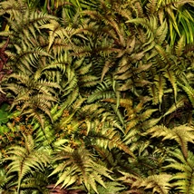 Az Athyrium niponicum Metallicum japán hölgypáfrány különleges színkontrasztos levelei.