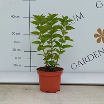 A méhbalzsam káprázatosan élénk virágzata.