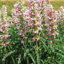 Hosszú levelű örvényvirág csoport teljes virágzásban.