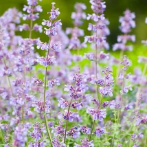 Nepeta racemosa dús virágzása nyáron.