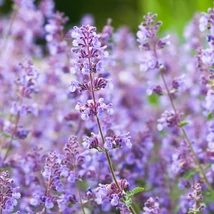 Nepeta racemosa dús virágzása nyáron.
