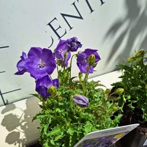 A Campanula carpatica nyíló virágai.