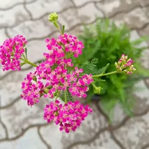 Az Achillea millefolium cickafark rózsaszín virágai.