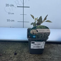Bordó levelű sédkender Eupatorium rugosum Chocolate 9 cm-es cserépben, kertészetünkben.