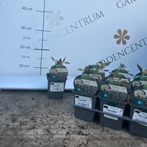Bordó levelű sédkender Eupatorium rugosum Chocolate 9 cm-es cserépben, kertészetünkben.