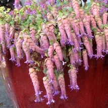 Origanum Amethyst Falls évelő virágzása egy kaspóban.