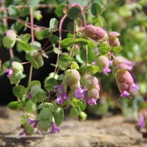 Origanum Amethyst Falls évelő virágzása egy kaspóban.