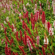 A Persicaria affinis Darjeeling Red álfüzérekbe tömörűlő piros virágai.