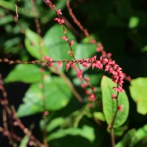 Persicaria filiformis keserűfű kinézete.