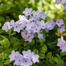 A Phlox stolonifera Blue Ridge tarackos lángvirág csodálatos halványkék virágzása.