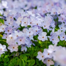 A Phlox stolonifera Blue Ridge tarackos lángvirág csodálatos halványkék virágzása.