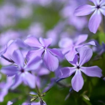 A Phlox divaricata Clouds of Perfume halványkék virágainak kinézete.