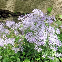 A Phlox divaricata May Breeze évelő virágzása szűrt fényben is bőséges.
