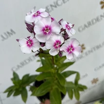  A Phlox paniculata Europa virágzata vonzza a beporzó rovarokat. 