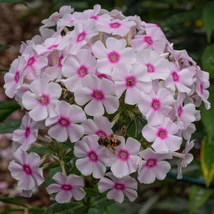  A Phlox paniculata Europa virágzata vonzza a beporzó rovarokat. 