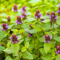 A közönséges gyíkfű nem csupán egy talajtakaró, szép lila virágokkal is díszít.