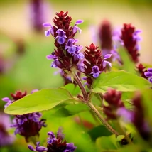 A közönséges gyíkfű nem csupán egy talajtakaró, szép lila virágokkal is díszít.