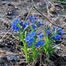 A Pulmonaria Blue Ensign égszínkék virágzata.