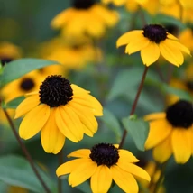 Rudbeckia triloba aranysárga virágai közelről.
