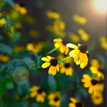 Rudbeckia triloba aranysárga virágai közelről.