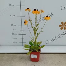 A pompás kúpvirág virágágyásba ültetve, teljes virágzáskor.