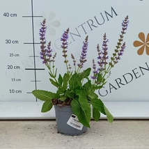 Erdei zsálya virágzása.