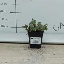 Az októberke kaspós beültetésben virágzáskor.