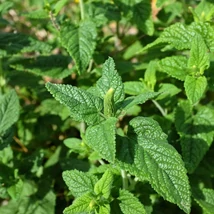 A Teucrium hyrcanicum évelő kifejlett kori habitusa és virágzása.