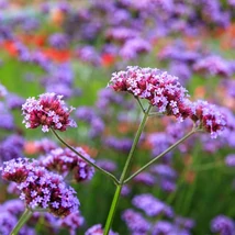 Verbena bonariensis Vanity ernyős verbéna lila virágzata egész nyáron díszít.