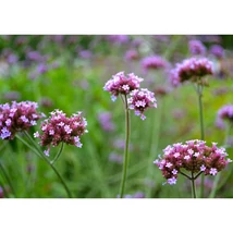 Verbena bonariensis Vanity ernyős verbéna lila virágzata egész nyáron díszít.
