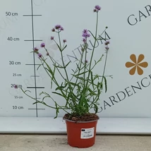 Csoportosan ültetett alacsony ernyős verbéna. 