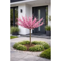 A Prunus triloba telt, rózsaszín virágokkal, 100cm magas törzsön, modern előkertben.