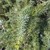 Cedrus atlatica Glauca Pendula növények mérete és kinézete.