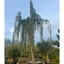 Nagy méretű, törzses csüngő atlaszcédrus kinézete, habitusa.