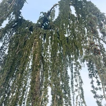 Nagy méretű, törzses csüngő atlaszcédrus kinézete, habitusa.
