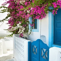 A Bougainvillea virágzata közelről elbűvölő. 