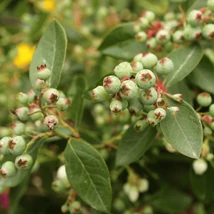 Vaccinium macrocarpon Big Pearl konténerben.