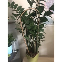 120 cm-es ívelt bambuszkaró 3-as csomagban.