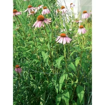 30x60 cm-es félkör alakú növénykaró az évelők számára.