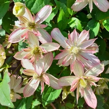 Clematis montana Majorie különleges telt virágai.