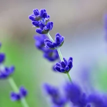Super Blue levendula virágzata közelről.