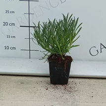 Fehér levendula teljes nyílásban.