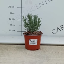 A halványkék provánszi levendula kiültetve.